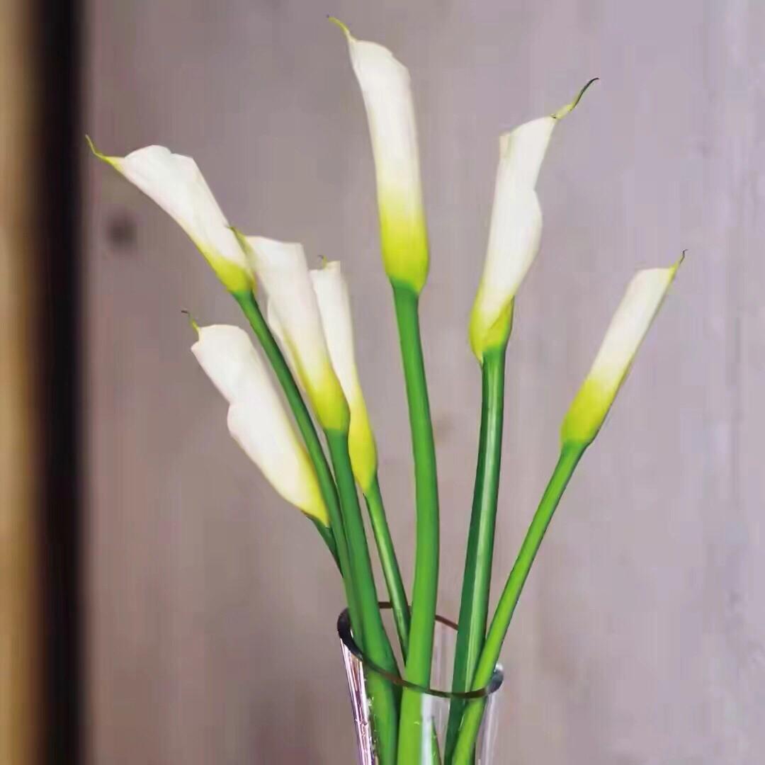 马蹄莲鲜切花焦了的养护方法,马蹄莲鲜切花怎么养护和管理