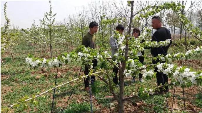樱桃树的栽培和管理,樱桃树全年管理详细讲解