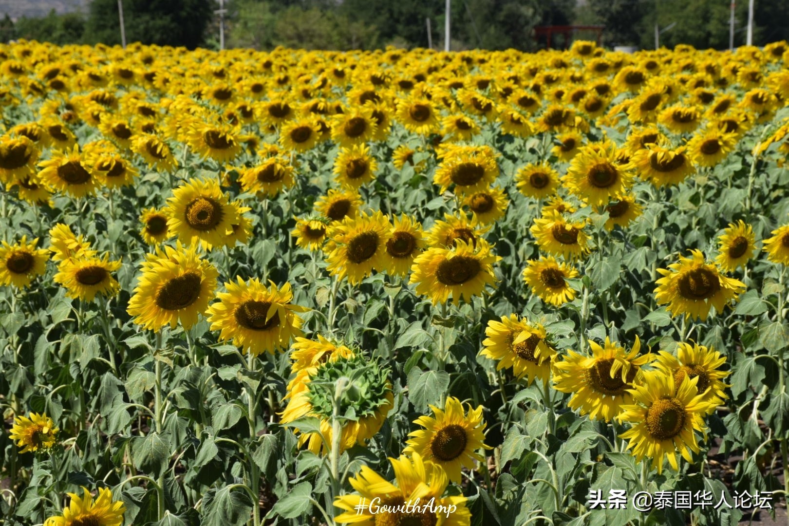 12月赏油菜花,12月相约