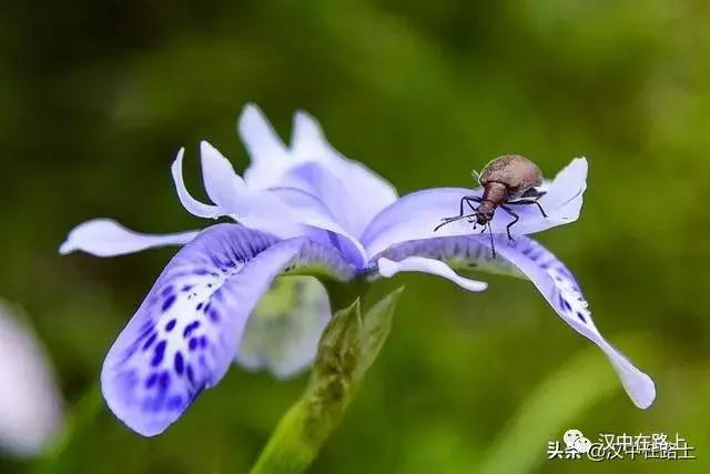 探秘汉中,汉中一村子窜入野生羚牛