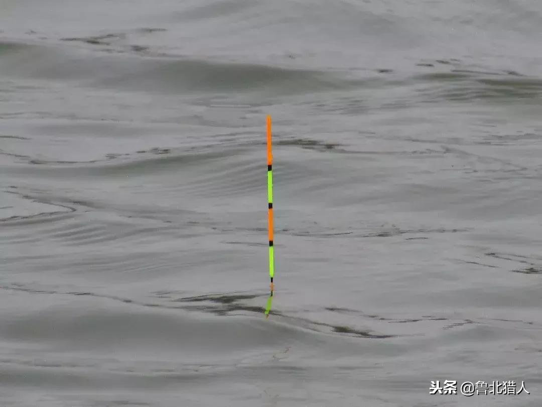 钓马头鱼的方法,怀柔钓马口鱼的最佳方法