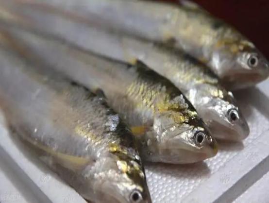 刀鱼从60块钱一斤，跌至3块钱一斤，消费者：再便宜也买不起