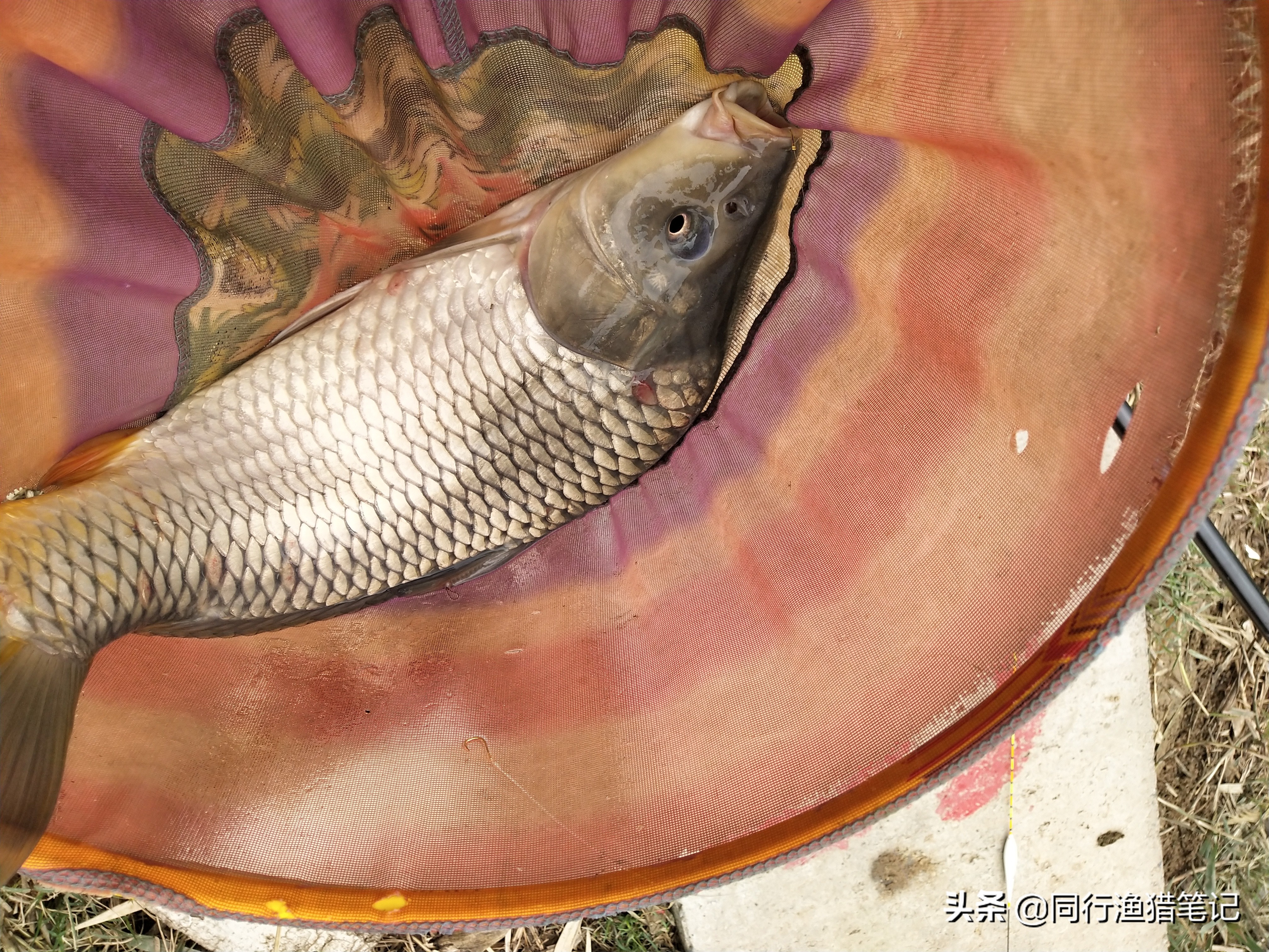 细线钓鱼有什么优势,野钓细线钓鱼技巧