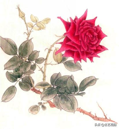 国画月季画法视频教程,工笔月季枝干的画法