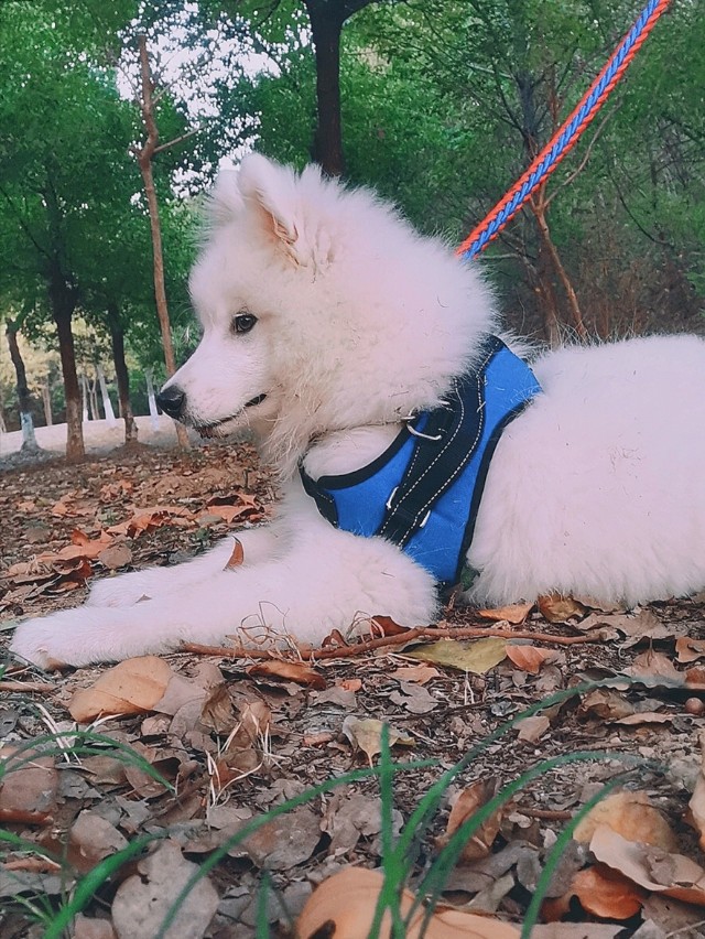 萨摩耶犬饲养注意事项,养萨摩耶犬注意的事项