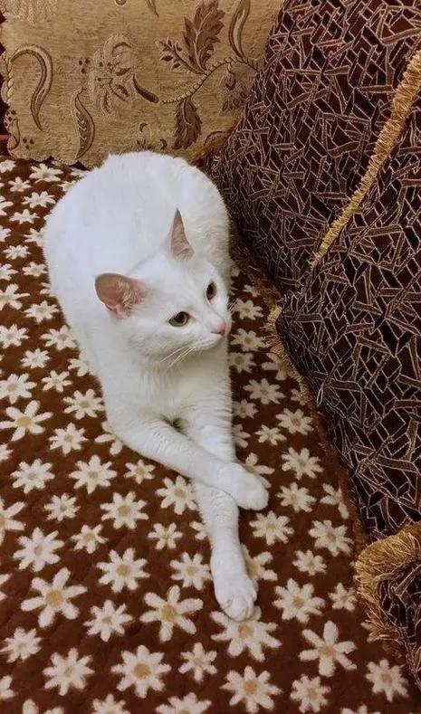 猫的终极凡尔赛：你的屏幕放不下我的腿