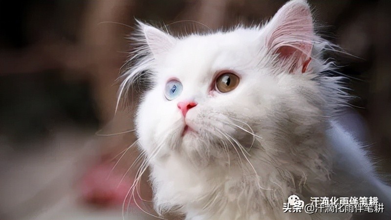 「广东中山刘振鹏」原创//​母女三只猫