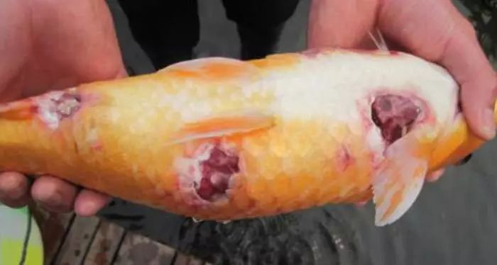 鱼得掉鳞病怎么治,鱼掉鳞烂肉怎么办
