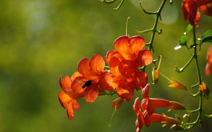 凌霄花种在楼顶应该注意什么,凌霄花的种植方法与注意事项