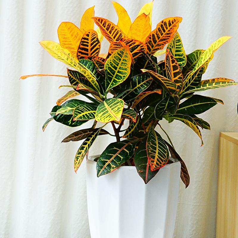 绿植中的变色洒金榕，变叶木这么养护，叶色变幻清新靓丽优雅斑斓