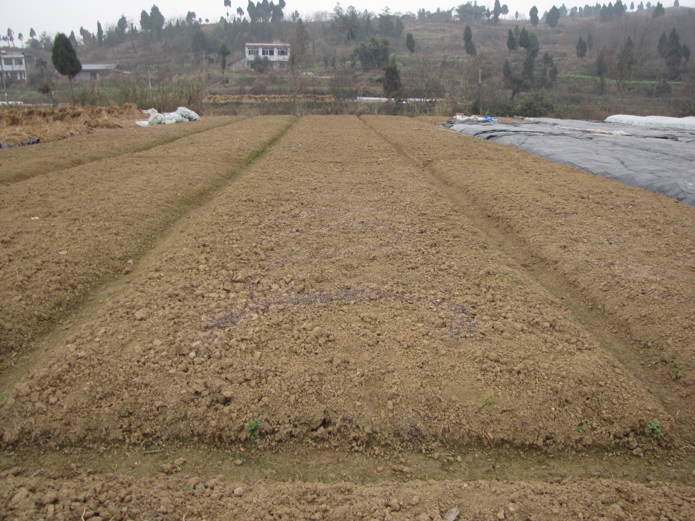 鱼腥草无公害丰产栽培技术,鱼腥草栽培