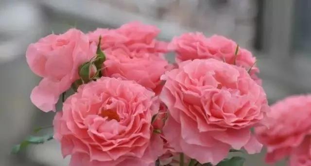 每天一点鲜花小知识,每天学习一点点科普知识