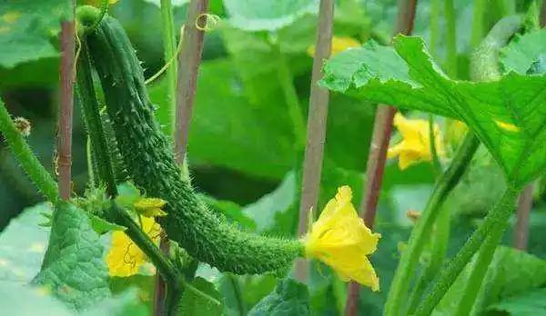 阳台黄瓜的种植如何保水保肥,阳台黄瓜怎么浇水多长时间浇一次