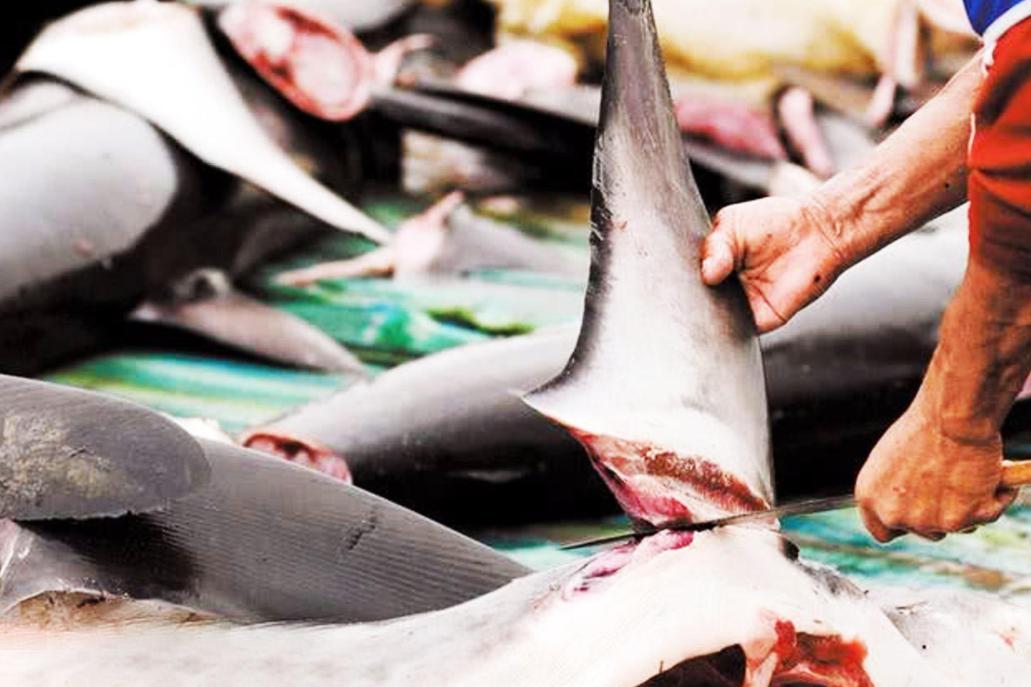 渔民误捕大鲨鱼,江苏渔民误捕3吨重鲸鲨