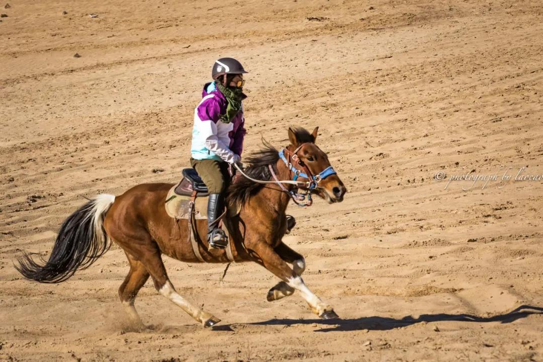 坝上秋色之金色草原,坝上金色草原风景