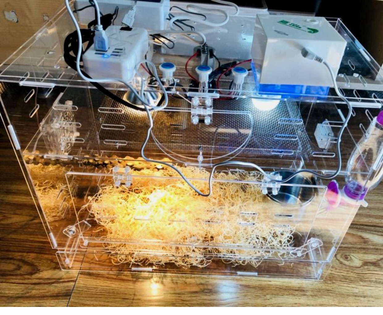 人工养殖鹦鹉注意事项,人工喂养小鹦鹉育雏