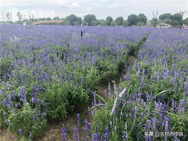 薰衣草种植方法全过程,最大的薰衣草种植基地