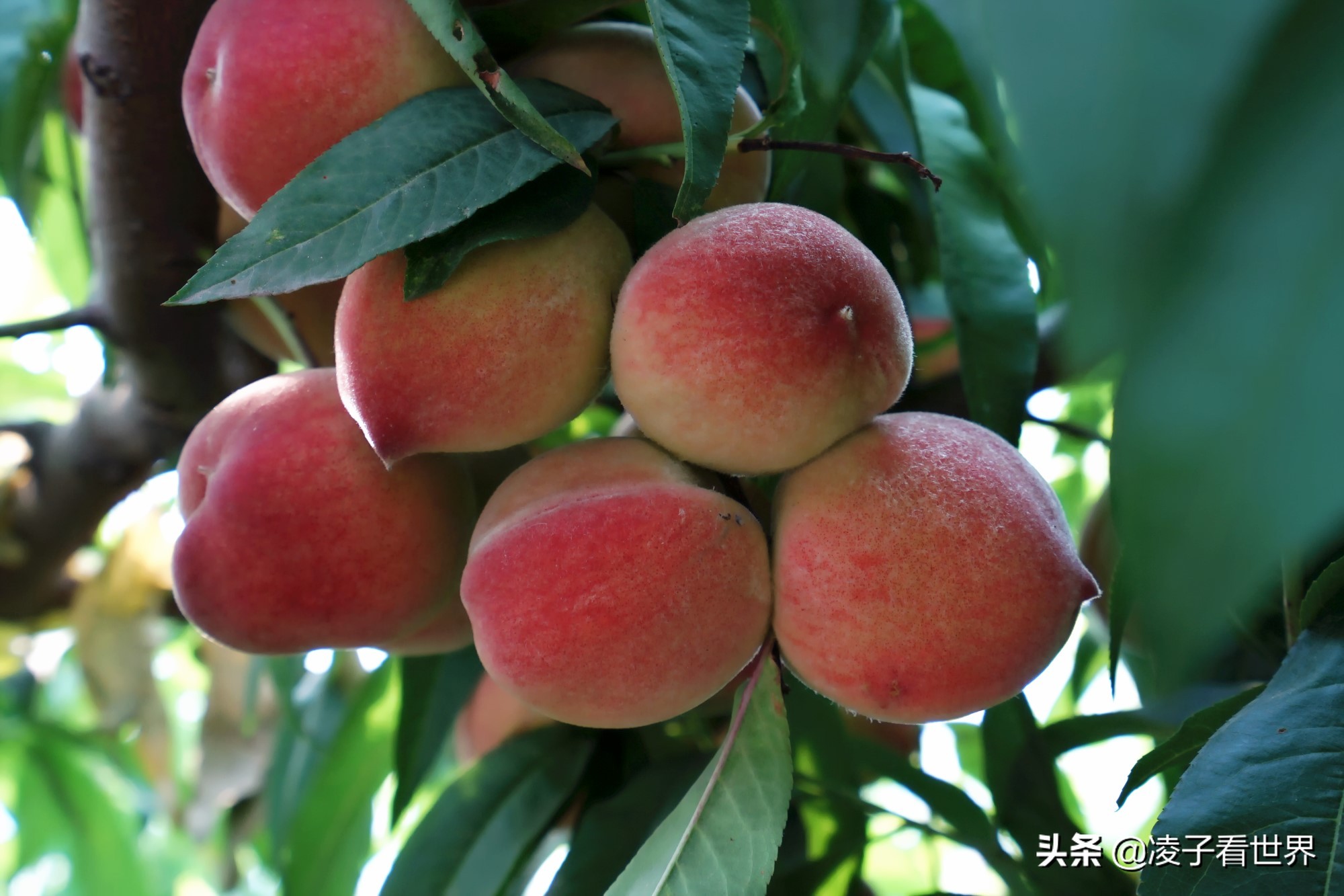 鐭冲搴勬収鐏簞鍥ソ鐜╁悧鍊煎緱鍘诲悧,鐭冲搴勬収鐏簞鍥檮杩戦噰鎽樺洯