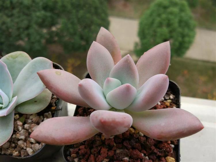 放暑假多肉怎么办,南方暑假不在家多肉怎么办