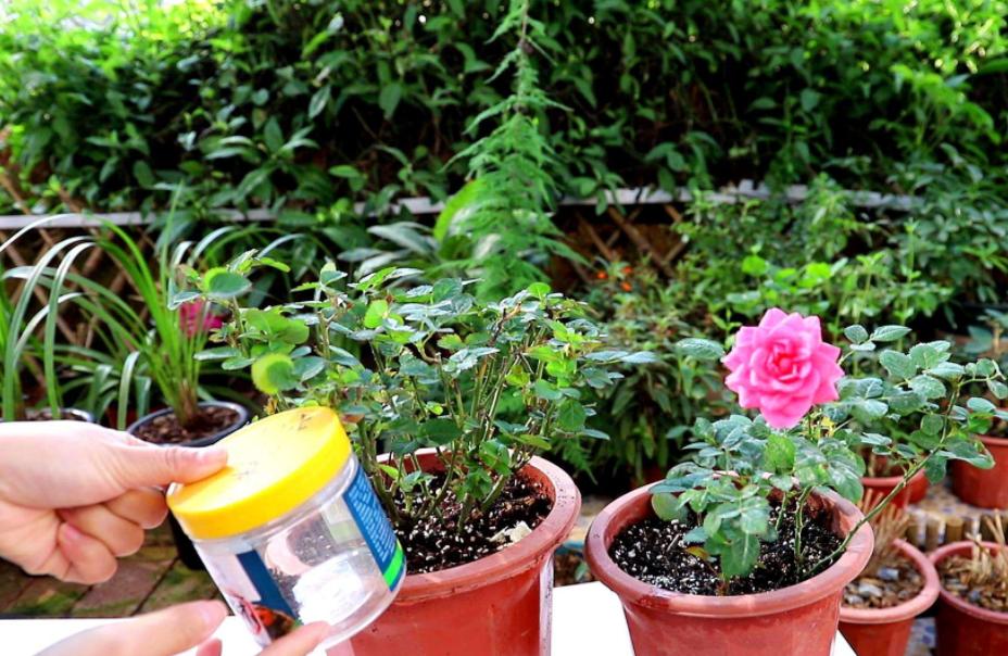 月季霜霉病和灰霉病的区别,月季灰霉病最快治愈方法