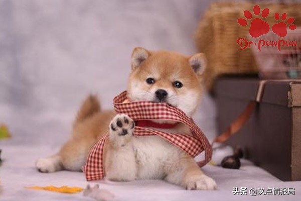 如何解决狗狗爱扑人的坏习惯,什么办法可以改善狗爱咬手