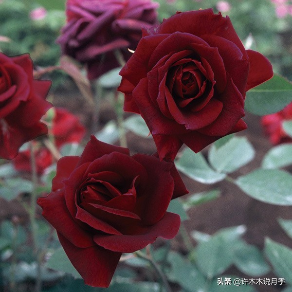 世上有黑色的花吗,世上有黑玫瑰吗