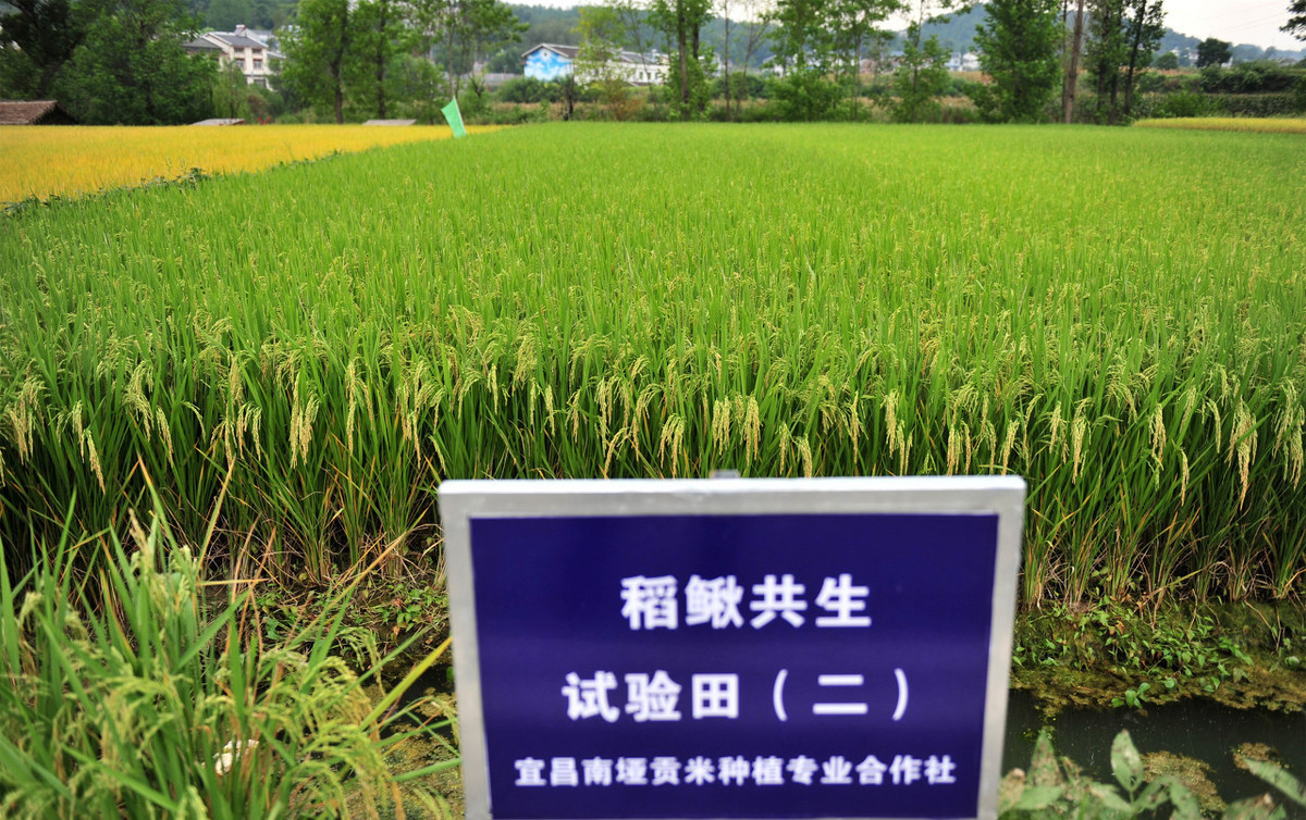 稻田里的泥鳅怎么捕捞,稻田里养殖泥鳅成本利润
