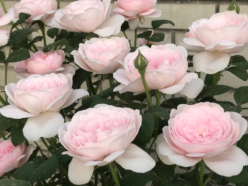 月季夏天可以给花苞戴网套吗,月季花苞网套