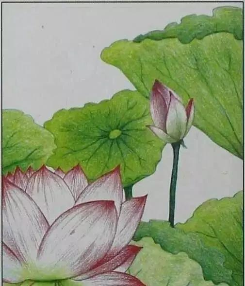 画荷塘与荷花,画一张美丽的荷塘画