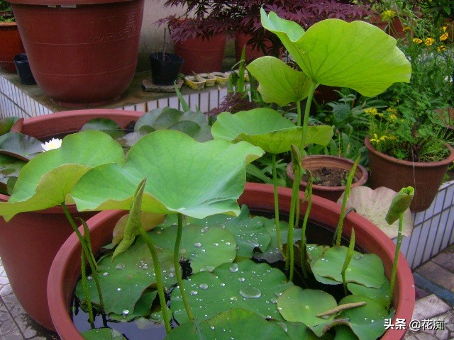 种植碗莲全过程日记,碗莲种藕成长记录