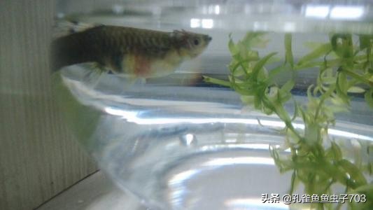 孔雀鱼会传染什么疾病,孔雀鱼常见疾病与原因