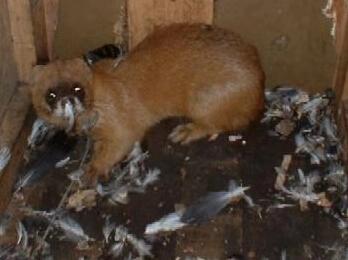 为什么黄鼠狼会给鸡拜年,黄鼠狼给鸡拜年没安好心的英文