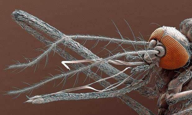 交配后才吸血?蚊子如何在其短暂一生中,让我们对其深恶痛绝的?