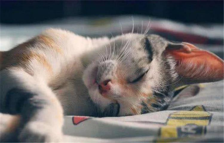 冬天农村猫咪如何过冬,冬天猫咪怎么过冬