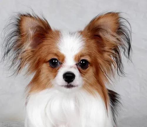 蝴蝶犬幼犬怎么养好,蝴蝶犬小狗怎么训