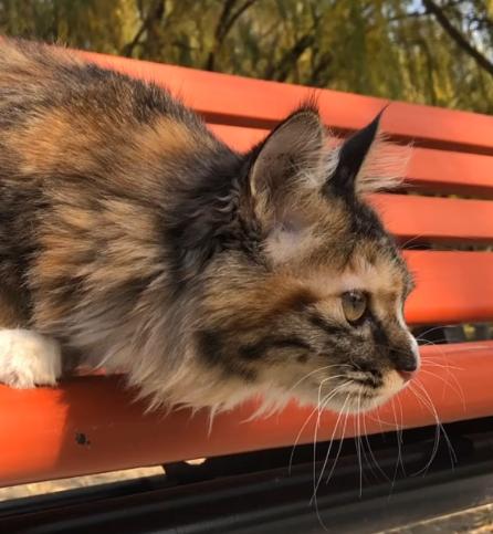 捡到的小奶猫眼睛流脓,捡到的小奶猫眼睛一直有眼屎