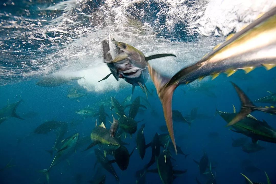 73岁老人被狼追杀,人类被鲨鱼猎杀的惊恐瞬间