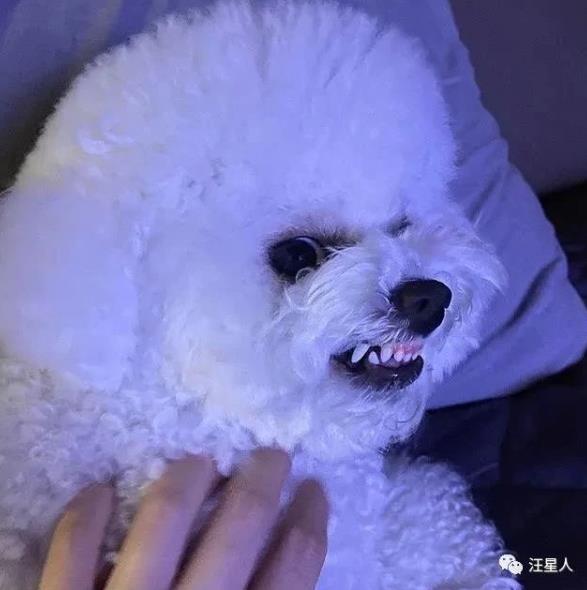 比熊有多萌,主人见到小点可爱比熊犬就想咬牙