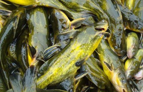 黄颡鱼烂鳃病怎么治,黄颡鱼鳃部病变如何处理