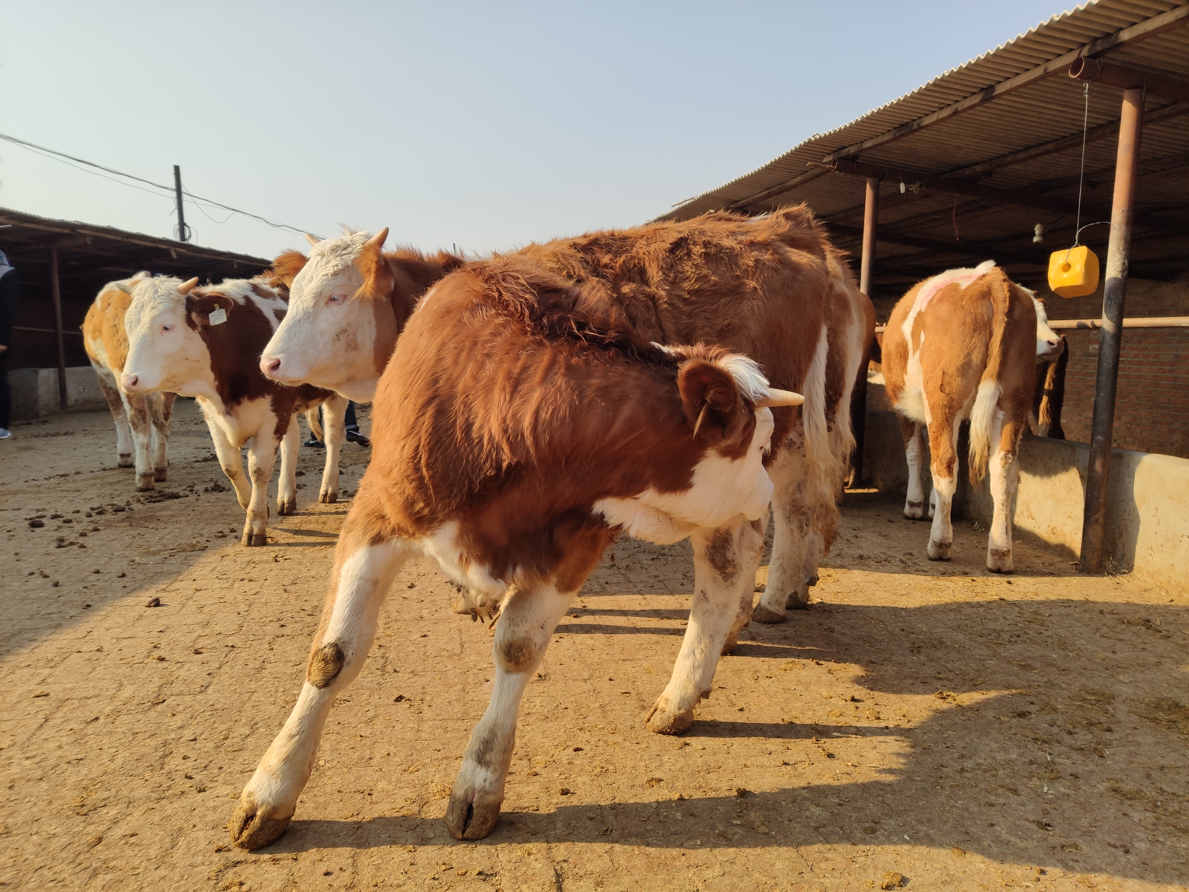 牛健康标准,牛健康养殖的基本要点