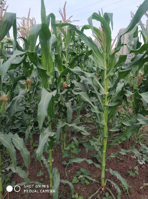 春玉米出苗后怎么防止鸟吃苗,玉米种植防鸟最好方法