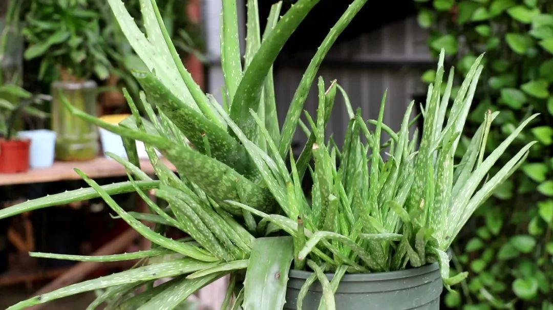 大盆适合种植芦荟,养好一盆芦荟其实很简单