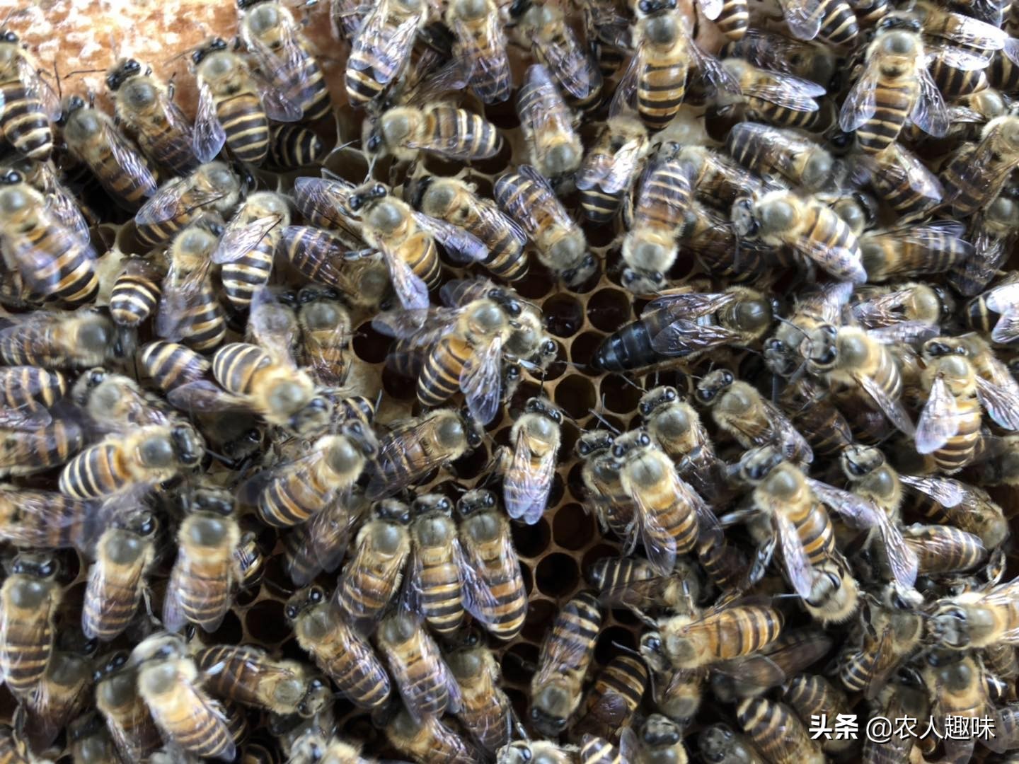 蜜蜂怎么管理才能活得更好,夏季蜜蜂怎么防虫防病