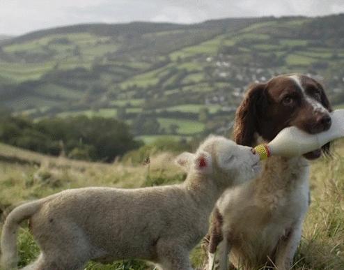 牛奶蛋白过敏不去干预会怎样,牛奶蛋白过敏引起的症状有哪些