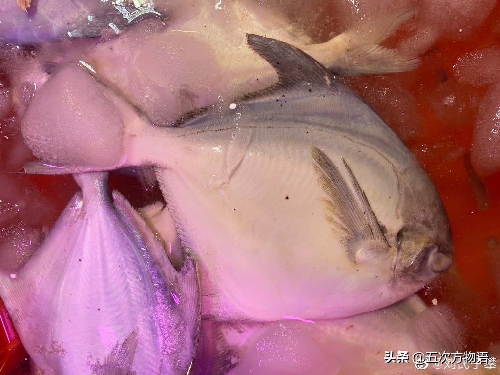 如何区分白鲳鱼的种类图解,怎么区分鲳鱼的品种