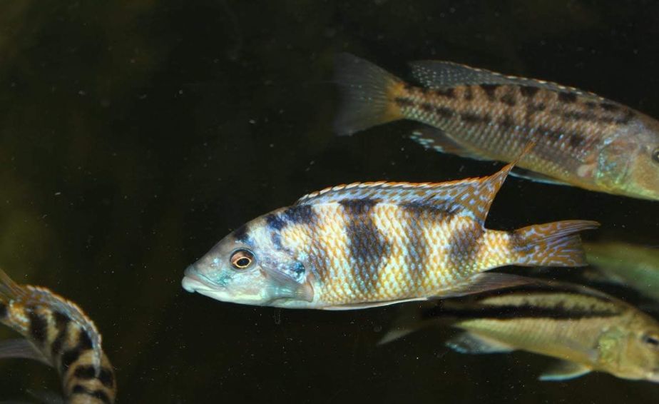 自己做大型水陆缸,在家自己打造一个沙漠缸