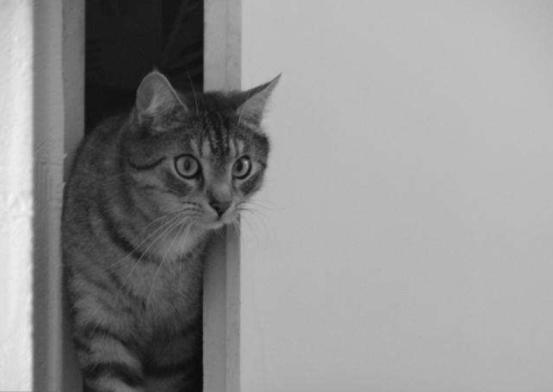 猫咪半夜挠卧室门怎么纠正,不想猫咪上床怎么办