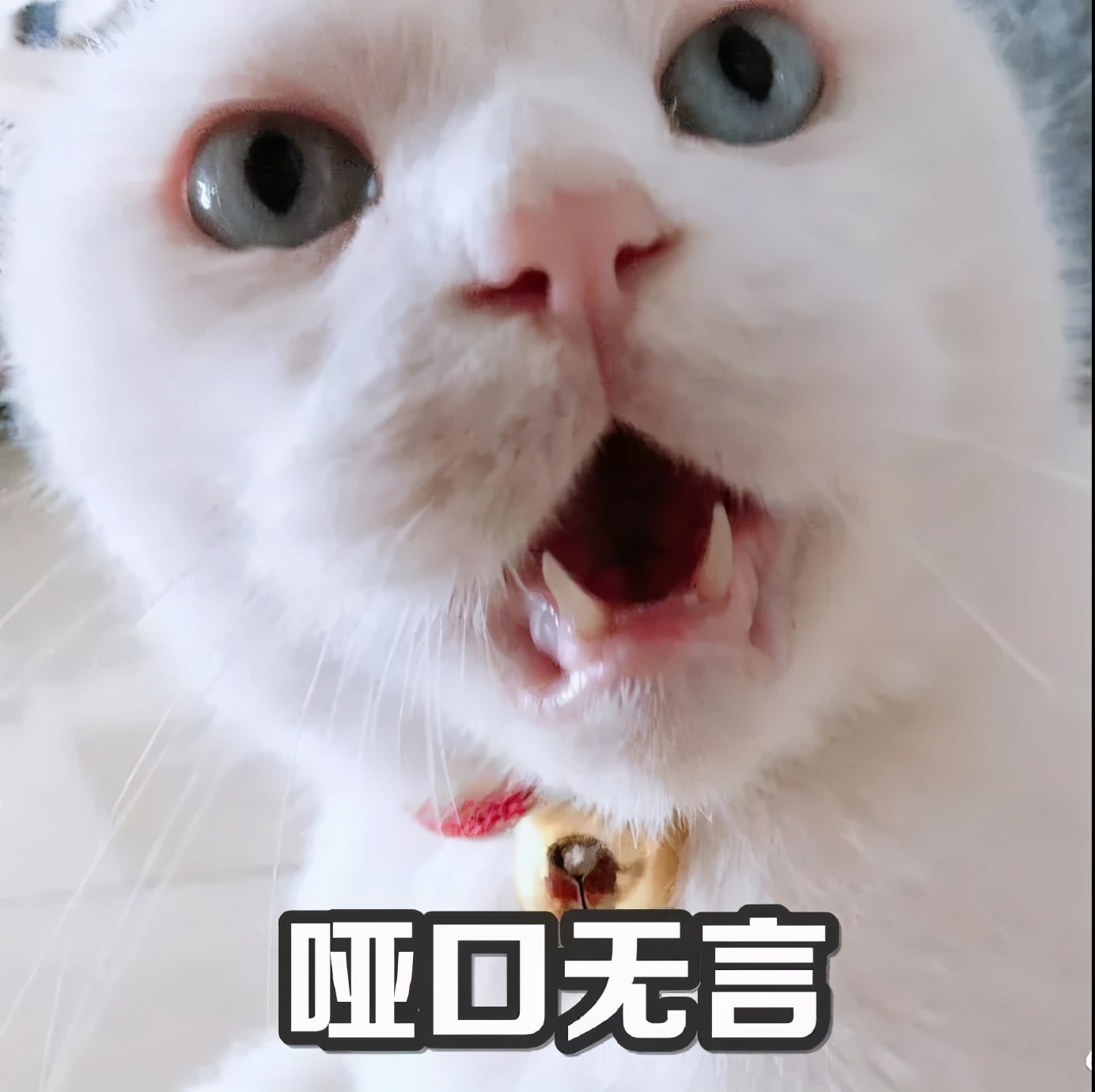 猫咪急救箱必备药物有哪些,猫咪的急救方法