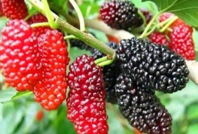 在诗经中走出来的中药,桑葚有没有出现在诗经里