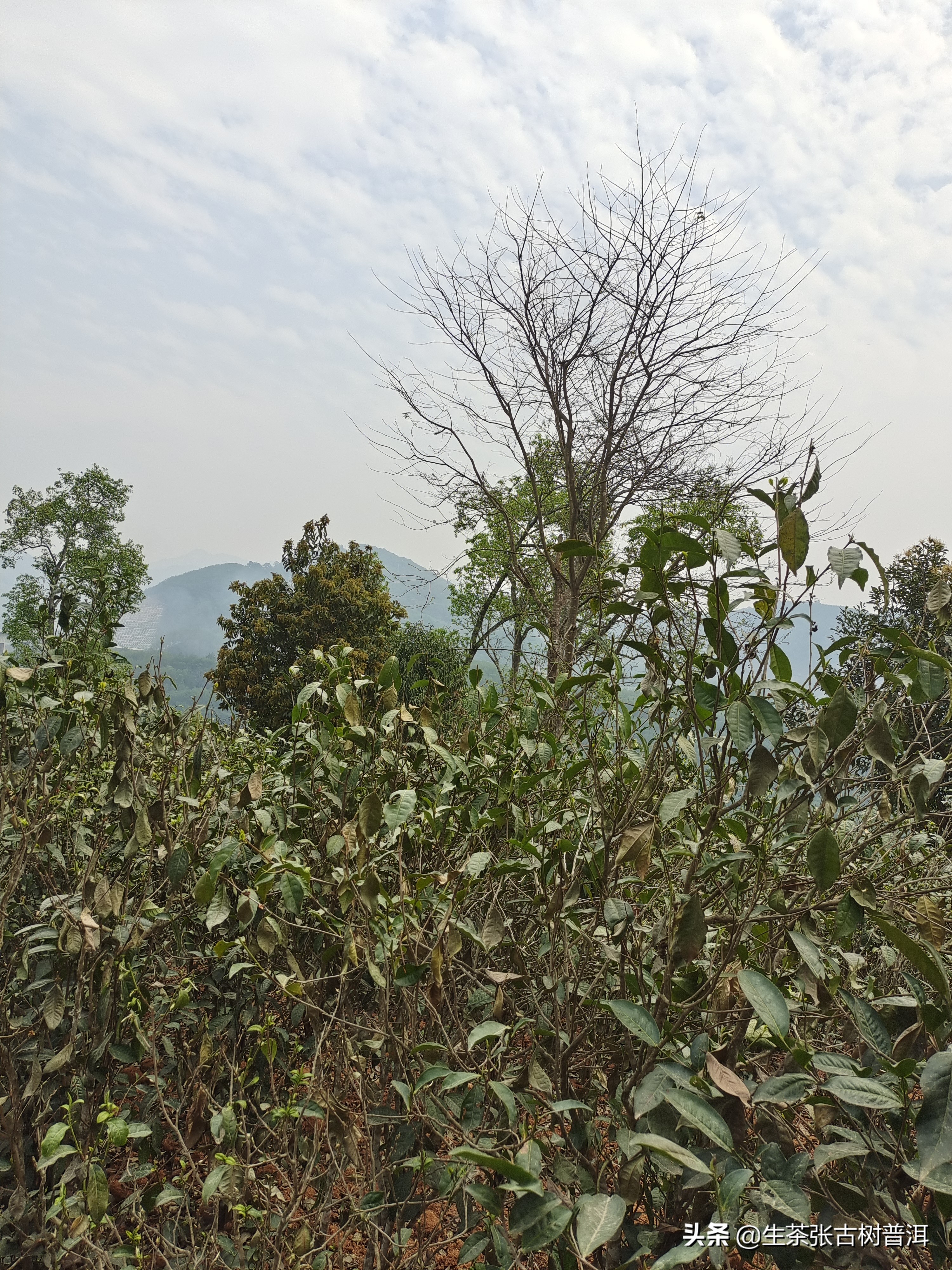 2020年古六大茶山莽枝乔木普洱茶,云南普洱茶各大茶山分布图